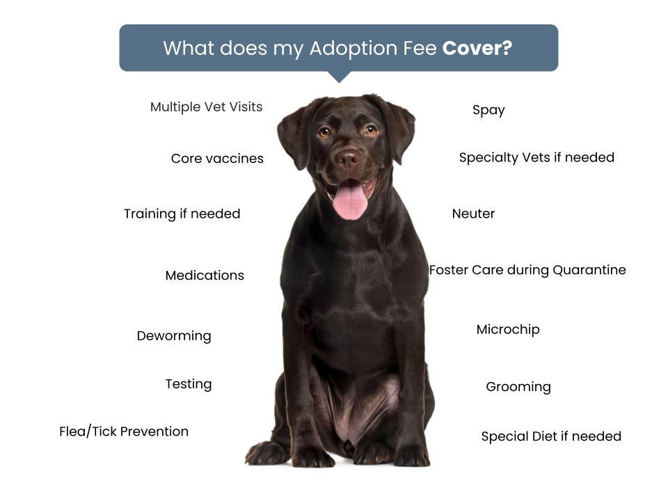 Road to Freedom Rescue Fee Graphic