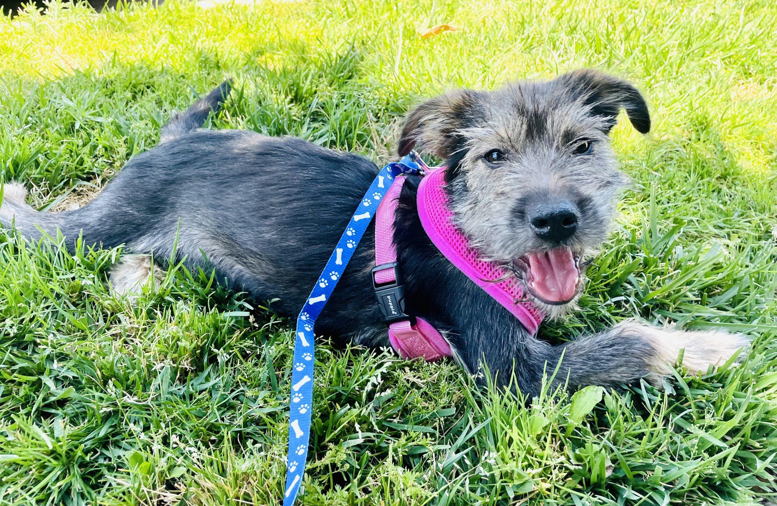 Lyla